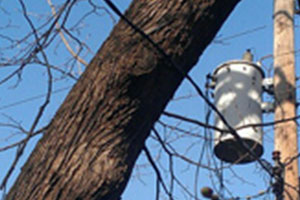 Service entrance stressed by tree